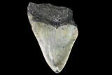 Partial, Megalodon Tooth - North Carolina #91685-1